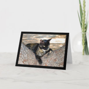 Carte Chat écaille de tortue dans l'arbre