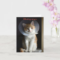 Chat en Cone Pensez à vous, Chat Allez-y bientôt