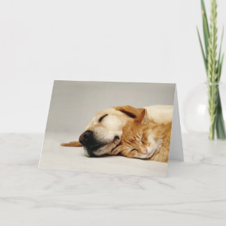 Carte Chat et chien dormant ensemble...