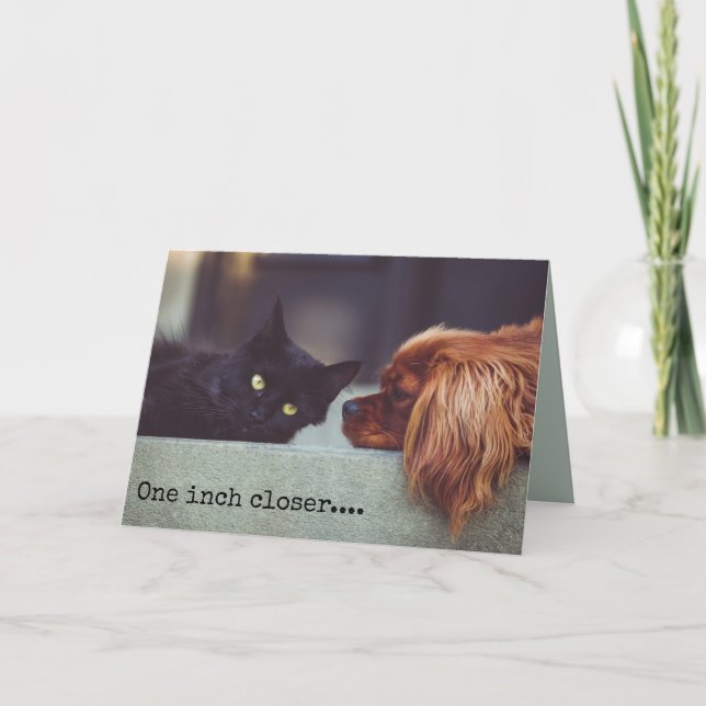 Carte Chat et chien Toutes les occasions Ignorer Vous (Devant)