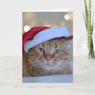Carte Chat et lumières de Noël