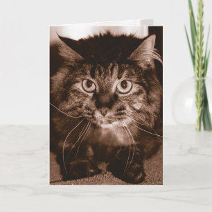 Carte Chat fou