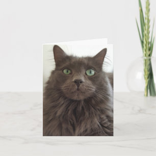 Carte Chat gris