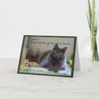 Chat gris et duveteux sur une chaise