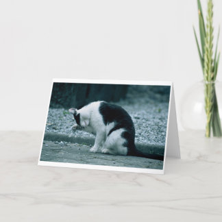 Carte Chat - Kilkenny Irlande