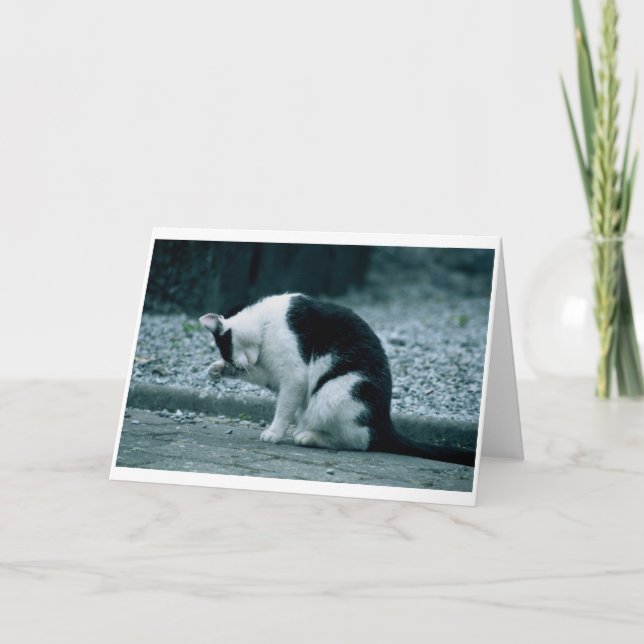 Carte Chat - Kilkenny Irlande (Devant)