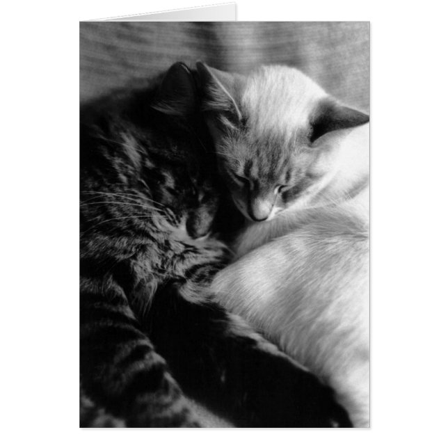 Carte Chat n° 5 (Devant)