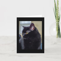 Chat noir
