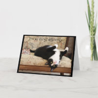 Chat noir et blanc supérieur