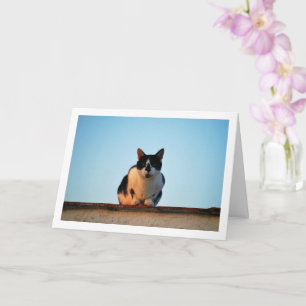 Carte Chat noir et blanc sur le toit