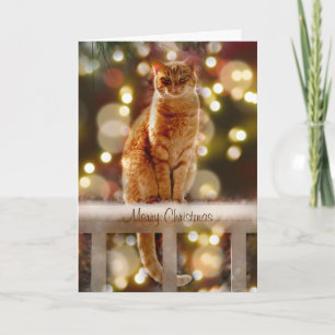 Carte Chat orange sur une clôture avec lumières de Noël