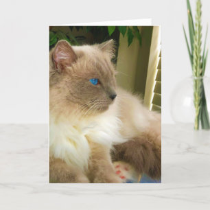 Carte Chat Ragdoll