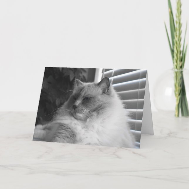 Carte Chat Ragdoll (Devant)