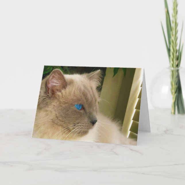 Carte Chat Ragdoll (Devant)