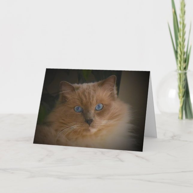 Carte Chat Ragdoll (Devant)