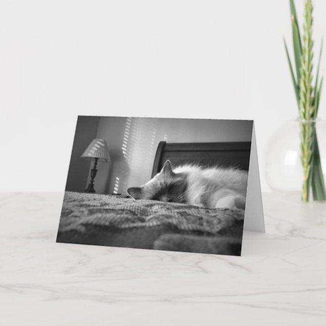 Carte Chat Ragdoll (Devant)