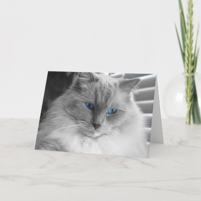 Carte Chat Ragdoll (Devant)