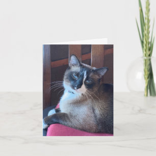 Carte Chat Sassy Snowshoe