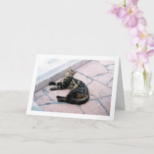 Carte Chat sauvage égyptien