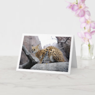 Carte Chat Serval sur un Rocher