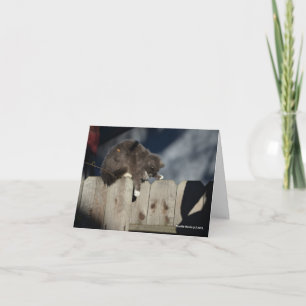 Carte Chat sur la barrière (9)