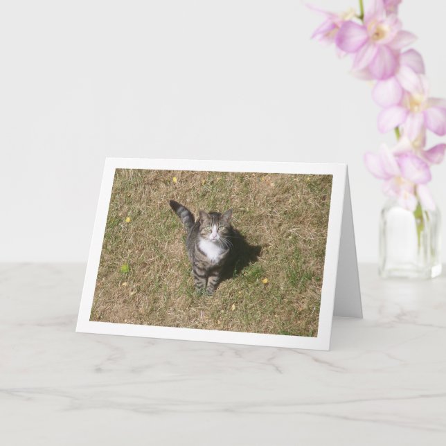 Carte Chat sur Portrait d'herbe (Orchidée)