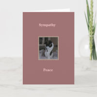 Chat, sympathie d'animal familier, paix