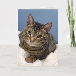 Carte chat tabby à l'anniversaire blanc