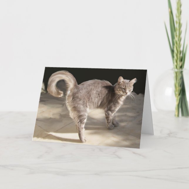 CARTE CHAT TURQUE (Devant)