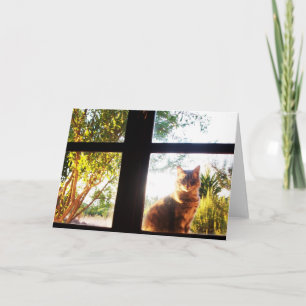 CARTE CHAT TURQUE À LA FENÊTRE