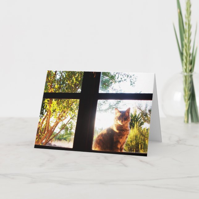 CARTE CHAT TURQUE À LA FENÊTRE (Devant)