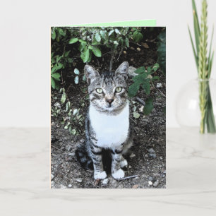 CARTE CHAT TURQUE NOIR ET BLANC RONIN