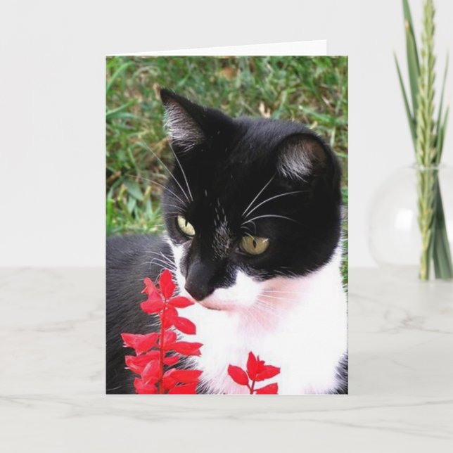 Carte Chat Tuxedo génial dans Jardin Blanc à l'intérieur (Devant)