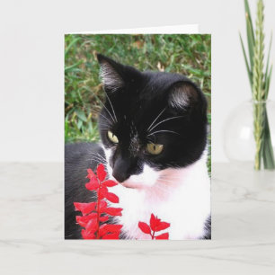 Carte Chat Tuxedo génial dans Jardin Blanc à l'intérieur
