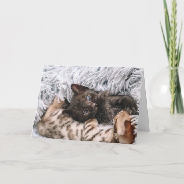 Carte Chaton (Devant)