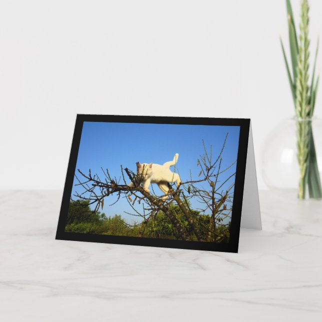 Carte Chaton blanc maladroit dans l'amandier (Devant)