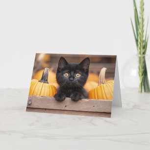 Carte Chaton dans une plantation de citrouilles