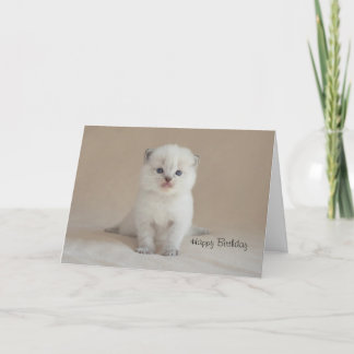 Carte Chaton de Ragdoll