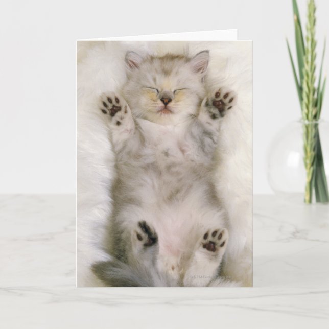 Carte Chaton dormant sur un tapis pelucheux blanc, haut (Devant)