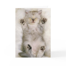 Chaton dormant sur un tapis pelucheux blanc, haut