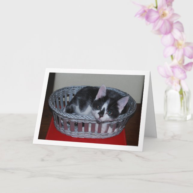 Carte Chaton noir et blanc dans le panier (Orchidée)