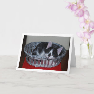 Carte Chaton noir et blanc dans le panier