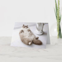 Chaton Ragdoll d'anniversaire se rafraîchissant av