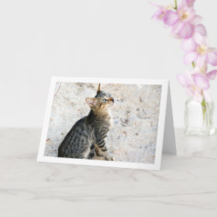 Carte Chaton Sauvage Égyptien