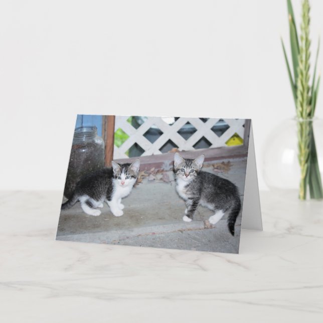 Carte Chatons (Devant)