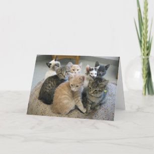 Carte Chatons 048