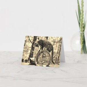 Carte Chatons de délivrance jouant sur une salutation de