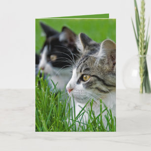Carte chatons en herbe