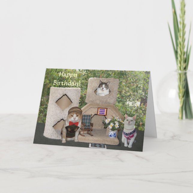 Carte Chats amusants / Kitties Joyeux anniversaire de no (Devant)