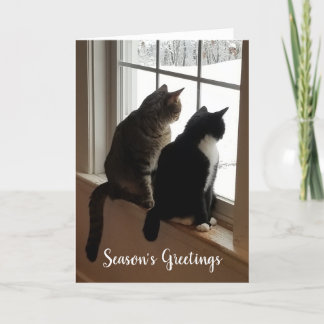 Carte Chats dans la fenêtre